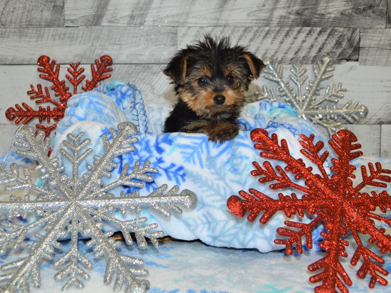 Yorkshire Terrier-DOG-Male-Black and Tan-2927532-Petland Dunwoody Puppies For Sale