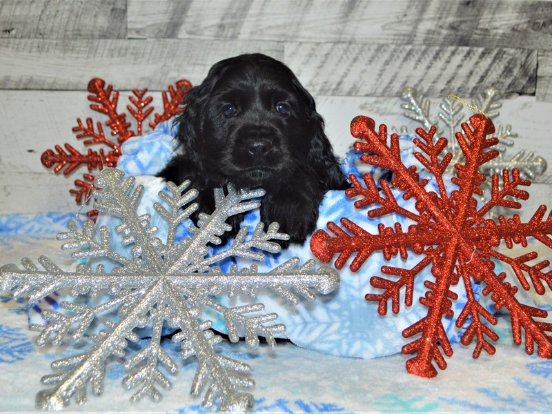 Cocker Spaniel-DOG-Male-Black-2927895-Petland Dunwoody Puppies For Sale