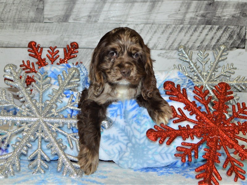 Cocker Spaniel-DOG-Female-Chocolate Merle-2927899-Petland Dunwoody Puppies For Sale