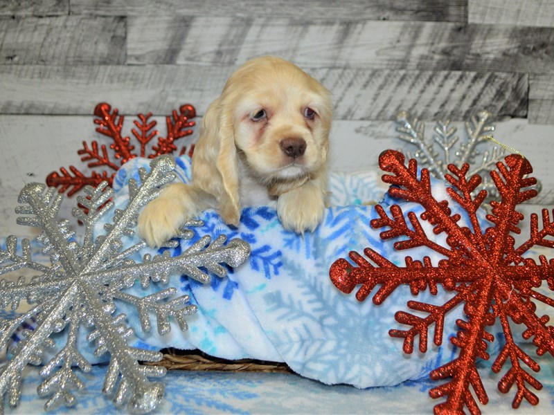 Cocker Spaniel-DOG-Female-Buff-2927898-Petland Dunwoody Puppies For Sale