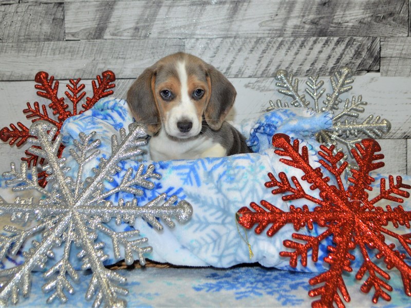 Beagle-DOG-Female-Grey and White-2927329-Petland Dunwoody