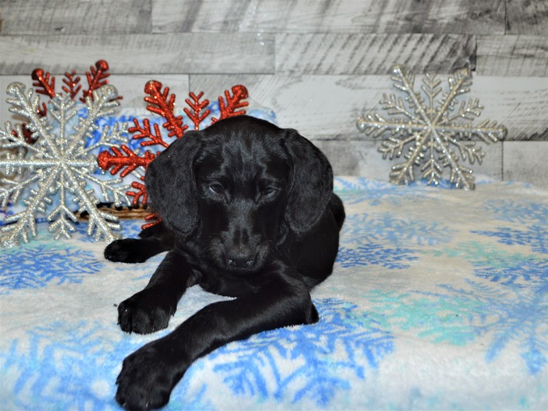 Doberdoodle-Female-Black-2927406-Petland Dunwoody Puppies For Sale