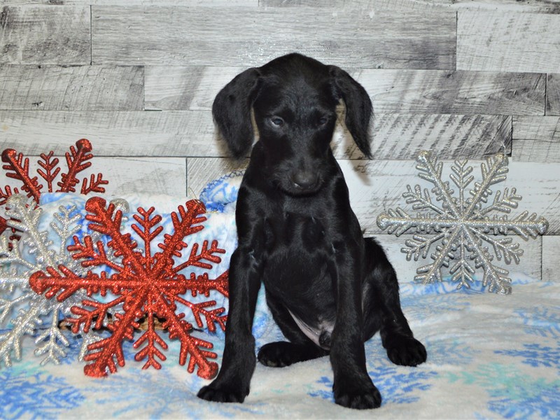 Doberdoodle-DOG-Male-Black-2927404-Petland Dunwoody Puppies For Sale