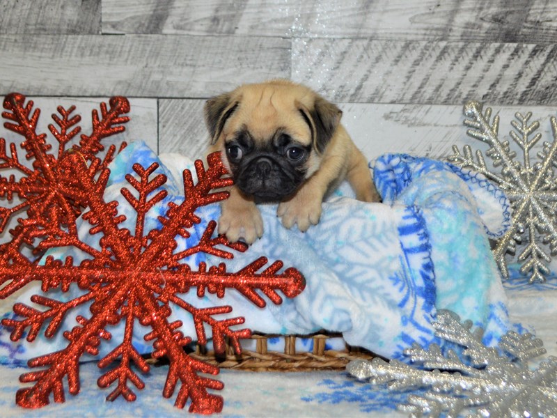 Pug-DOG-Male-Fawn-2927885-Petland Dunwoody Puppies For Sale