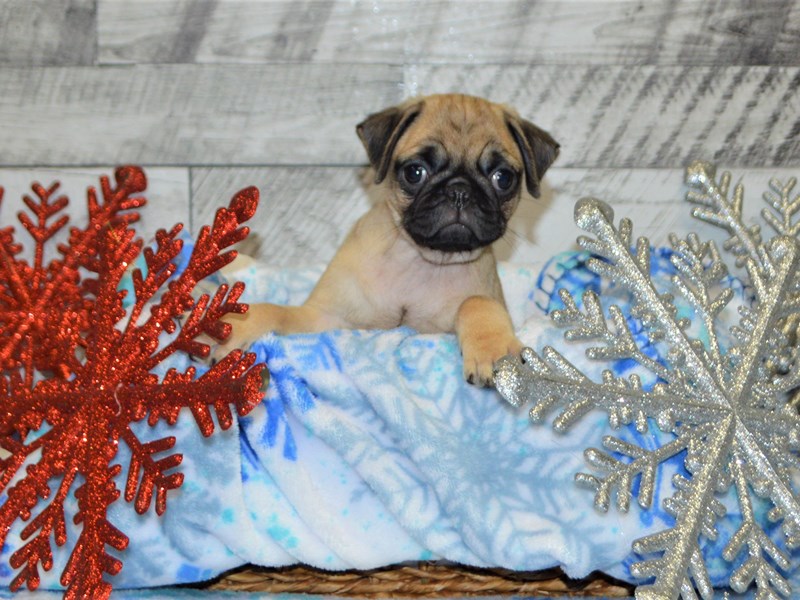 Pug-DOG-Female-Fawn-2927880-Petland Dunwoody Puppies For Sale