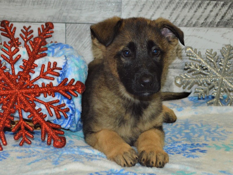 German Shepherd-DOG-Male-Sable-2927511-Petland Dunwoody Puppies For Sale