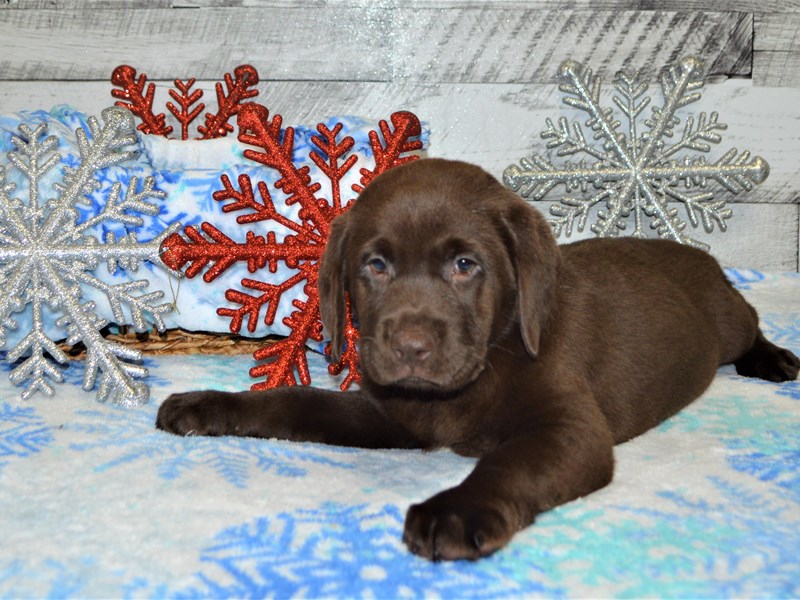 Labrador Retriever-DOG-Female-Chocolate-2927472-Petland Dunwoody