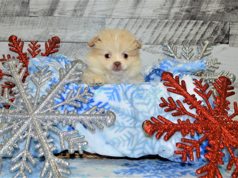 Shih-Pom-DOG-Female-Cream-2927904-Petland Dunwoody Puppies For Sale