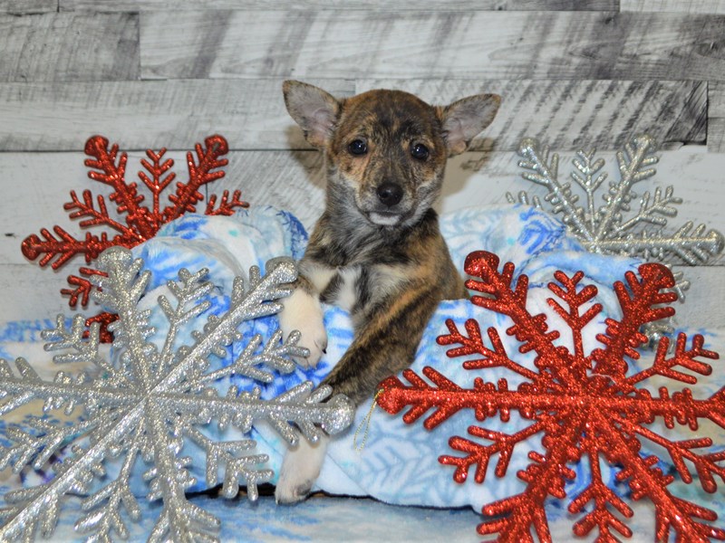 Jack Inu-DOG-Female-Merle-2927911-Petland Dunwoody Puppies For Sale