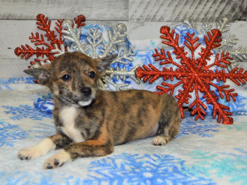 Jack Inu-Female-Merle-2927913-Petland Dunwoody Puppies For Sale