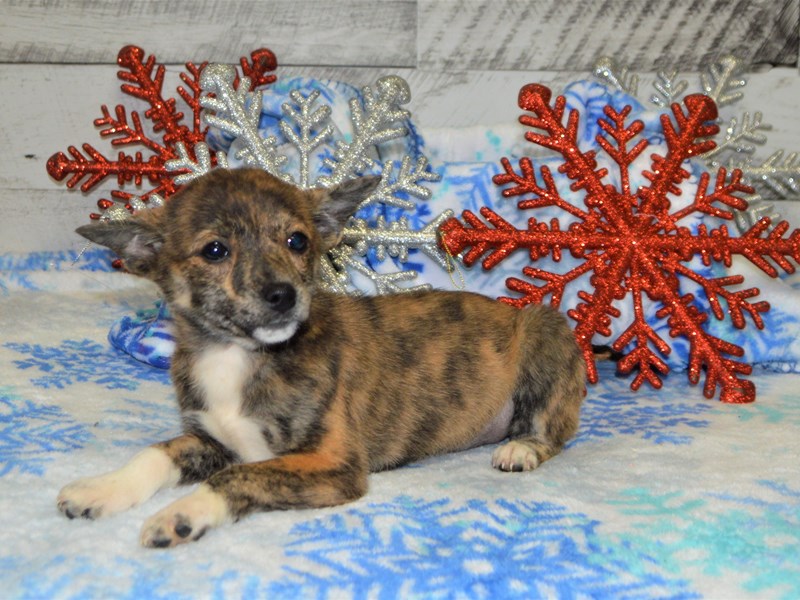 Jack Inu-Female-Merle-2927913-Petland Dunwoody