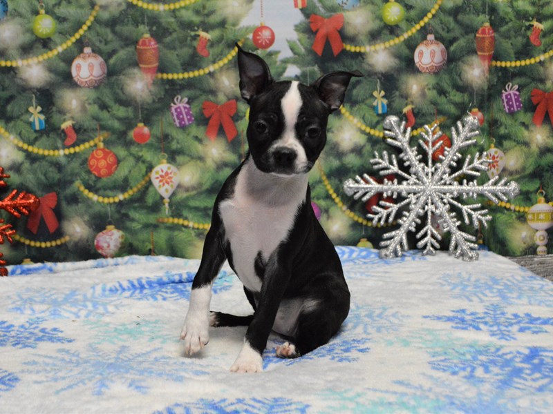 Boston Terrier-DOG-Female-Black and White-2913766-Petland Dunwoody