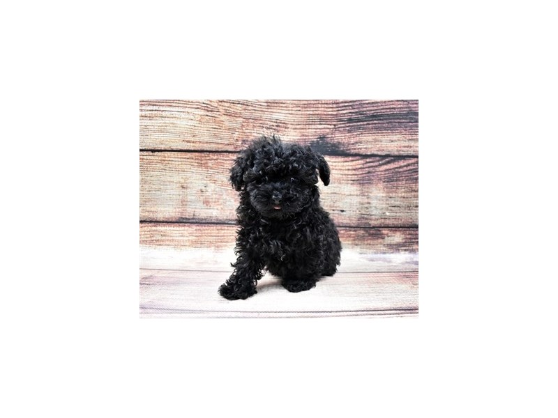 Havanese-DOG-Female-Black-2932803-Petland Dunwoody Puppies For Sale