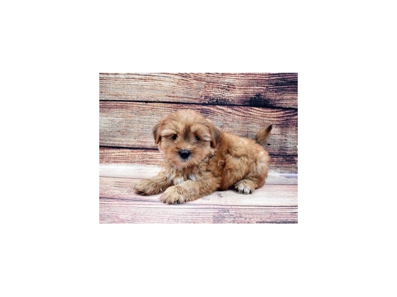 Shorkie-DOG-Male-Red-2932868-Petland Dunwoody Puppies For Sale