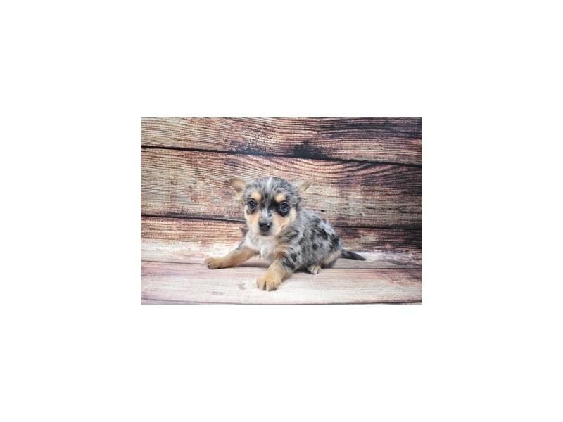 Chorkie-Male-Blue and Tan-2932917-Petland Dunwoody Puppies For Sale