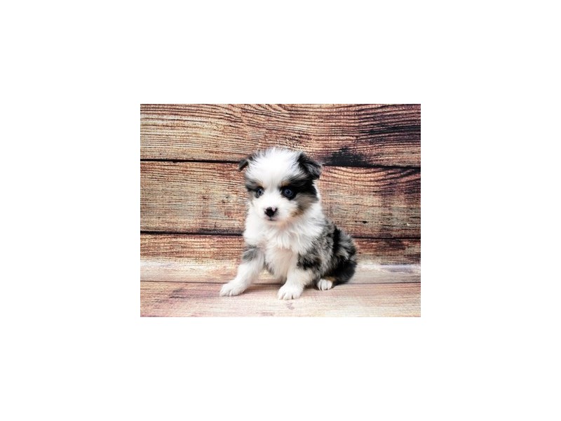 Miniature Australian Shepherd-DOG-Male-Blue Merle White and Tan-2932946-Petland Dunwoody Puppies For Sale
