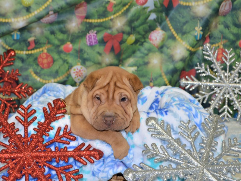 Chinese Shar-Pei-Male-Red-2935487-Petland Dunwoody Puppies For Sale
