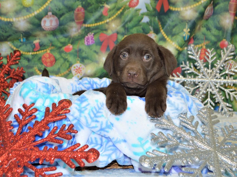 Labrador Retriever-DOG-Female-Chocolate-2935501-Petland Dunwoody Puppies For Sale