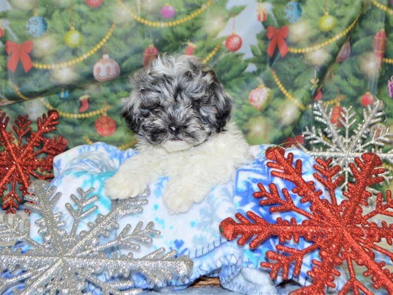 Shih-Poo-DOG-Male-Blue Merle-2935469-Petland Dunwoody Puppies For Sale