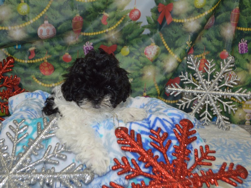 Shih-Poo-DOG-Male-Black and White-2935475-Petland Dunwoody Puppies For Sale
