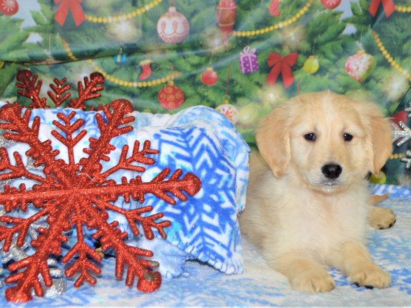 Standard Goldendoodle-Male-Apricot-2935589-Petland Dunwoody Puppies For Sale
