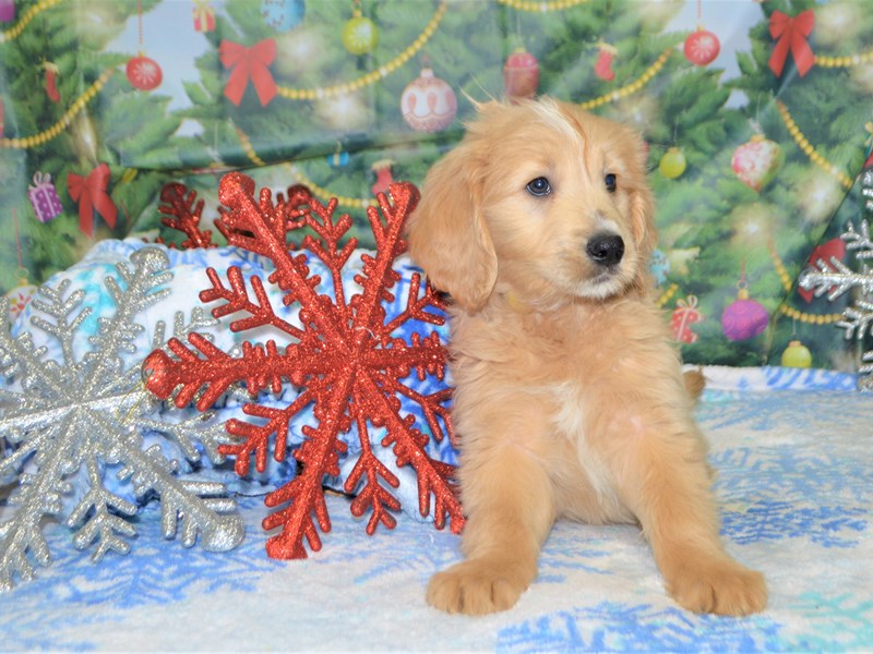 Standard Goldendoodle-DOG-Female-Apricot-2935586-Petland Dunwoody Puppies For Sale