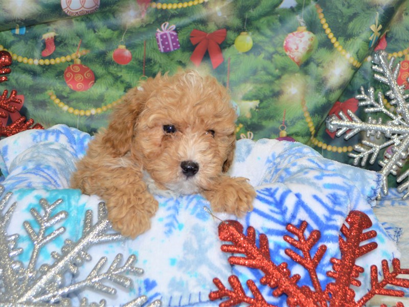 Bichon-Poo-DOG-Male-Apricot-2935600-Petland Dunwoody Puppies For Sale