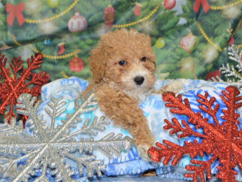Bichon-Poo-DOG-Male-Apricot-2935598-Petland Dunwoody Puppies For Sale