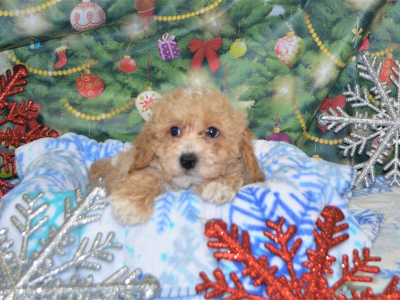 Bichon-Poo-DOG-Male-Apricot-2935596-Petland Dunwoody Puppies For Sale