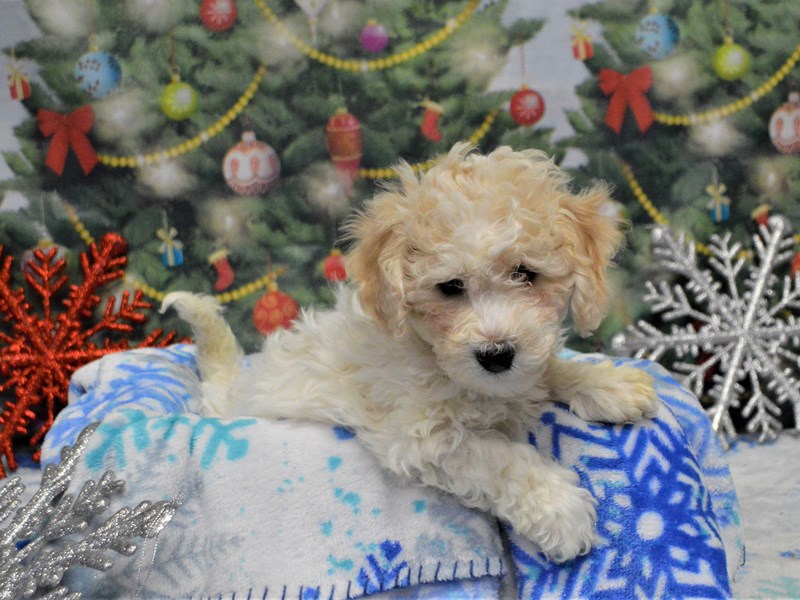 Bichon Frise-DOG-Female-White-2935578-Petland Dunwoody Puppies For Sale