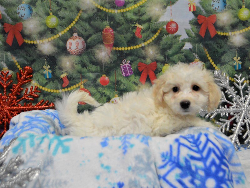 Bichon Frise-DOG-Male-White-2935574-Petland Dunwoody Puppies For Sale