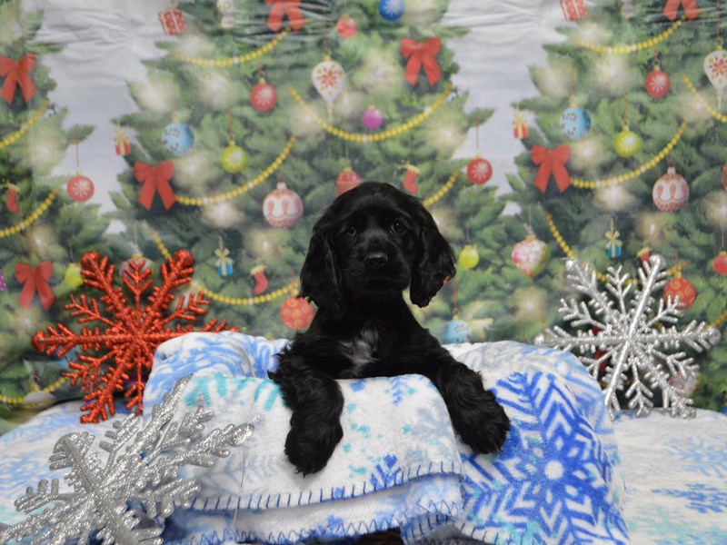Cocker Spaniel-DOG-Female-Black-2935515-Petland Dunwoody Puppies For Sale