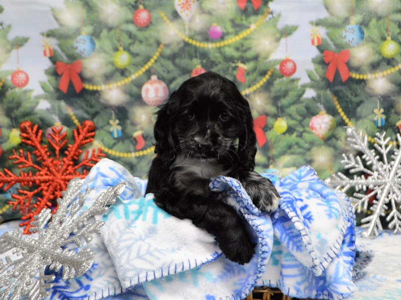 Cocker Spaniel-DOG-Male-Blue Roan-2935506-Petland Dunwoody Puppies For Sale