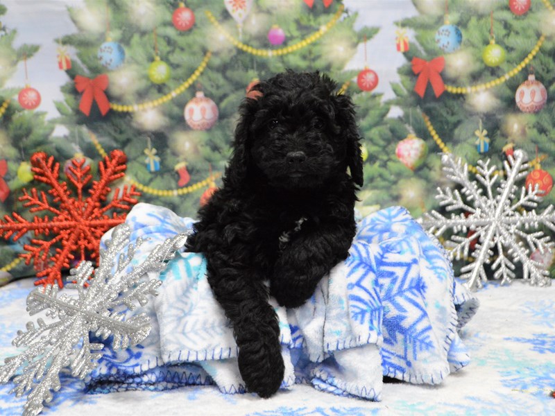 Mini Goldendoodle-DOG-Male-Black-2935521-Petland Dunwoody Puppies For Sale