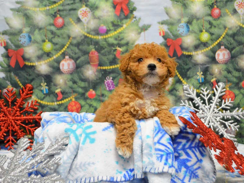Bichon-Poo-DOG-Female-Apricot-2935603-Petland Dunwoody Puppies For Sale