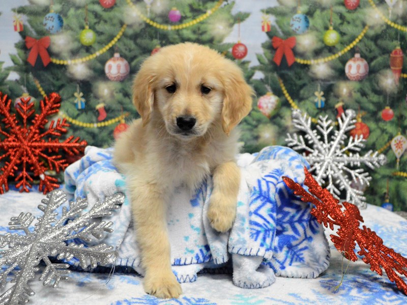 Standard Goldendoodle-DOG-Male-Apricot-2935587-Petland Dunwoody Puppies For Sale