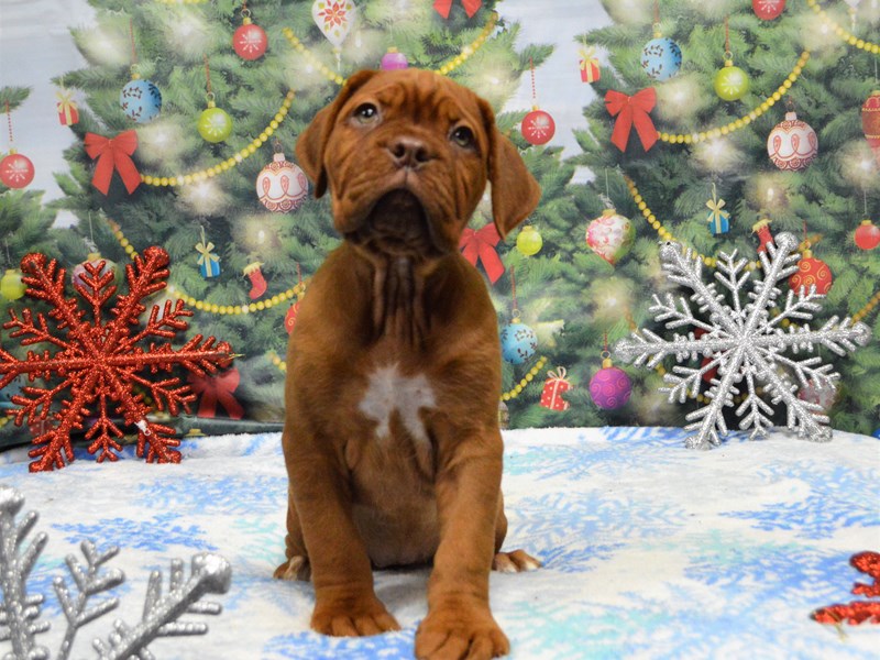 Dogue De Bordeaux-Female-Red-2935524-Petland Dunwoody Puppies For Sale