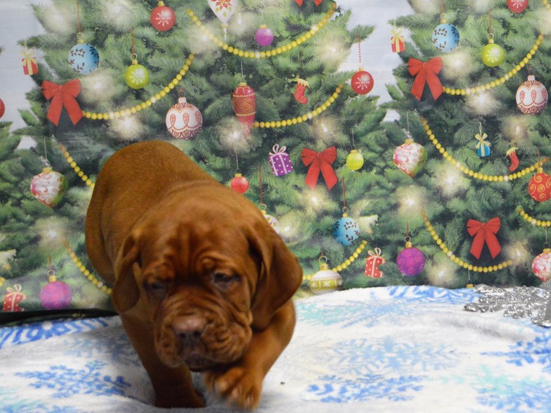 Dogue De Bordeaux-Male-Red-2935526-Petland Dunwoody