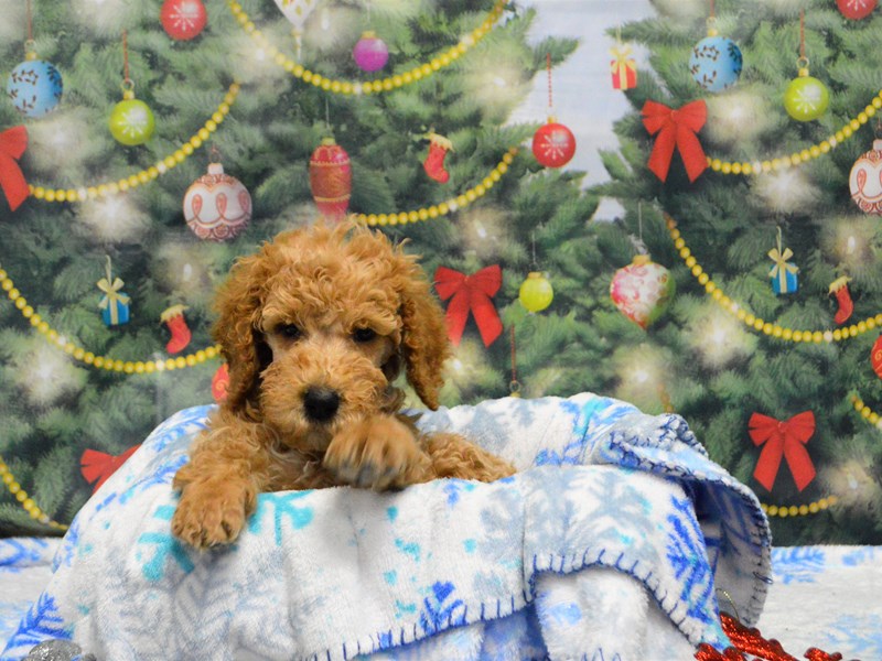 Standard Poodle-DOG-Male-Apricot-2938740-Petland Dunwoody Puppies For Sale