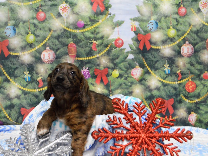 Golden Retriever/Dachshund-Female-Black and Silver Dapple-2938865-Petland Dunwoody