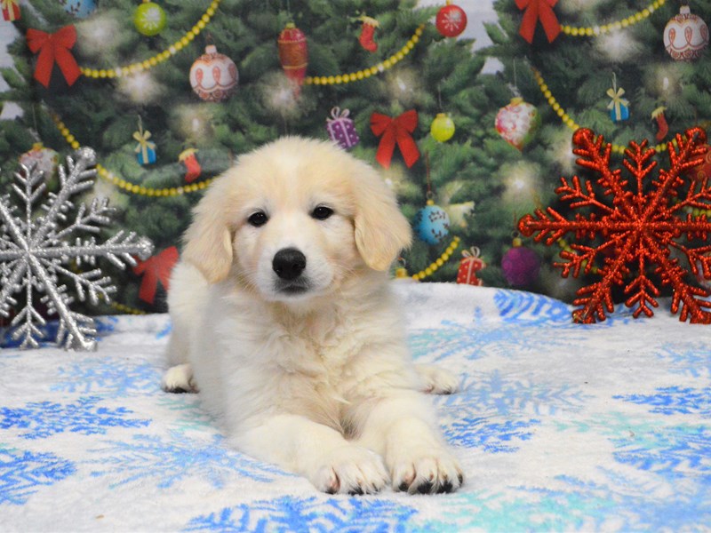 Great Pyrenees-Female-White-2938725-Petland Dunwoody Puppies For Sale