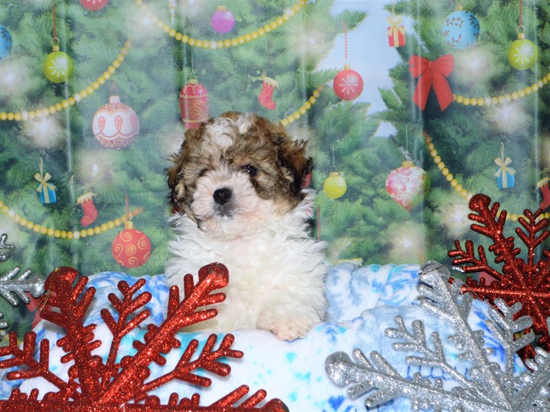 Shih Poo-DOG-Male-Gold and White-2941813-Petland Dunwoody Puppies For Sale