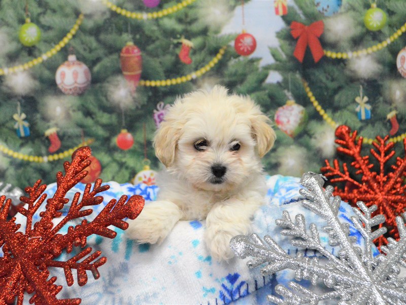 Shih Poo-DOG-Female-Cream-2941810-Petland Dunwoody Puppies For Sale
