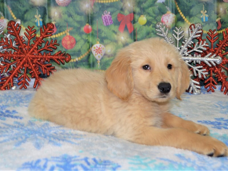 Standard Goldendoodle-DOG-Male-Apricot-2935592-Petland Dunwoody Puppies For Sale
