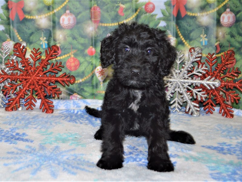 Standard Goldendoodle-Male-Black-2941906-Petland Dunwoody