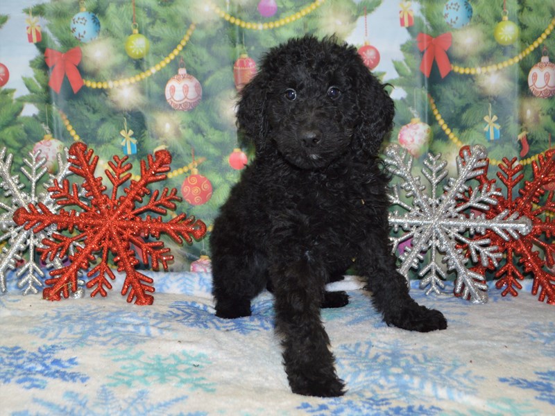Standard Goldendoodle-Female-Black-2941890-Petland Dunwoody Puppies For Sale
