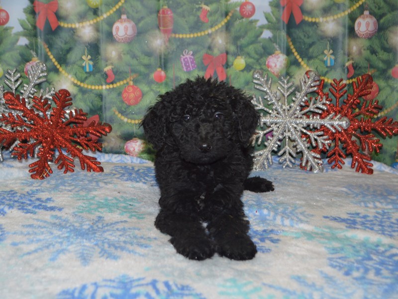 Standard Goldendoodle-DOG-Male-Black-2941886-Petland Dunwoody Puppies For Sale