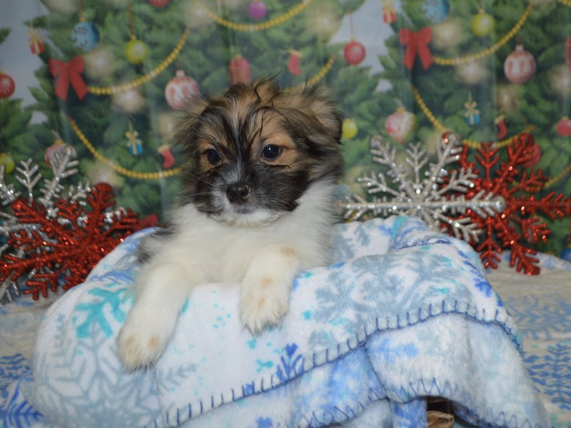 Pom-Shih-Male-Parti-2913868-Petland Dunwoody