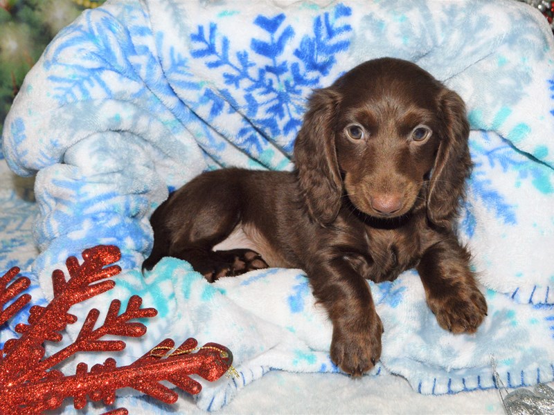 Mini Dachshund-DOG-Female-Chocolate-2943784-Petland Dunwoody Puppies For Sale