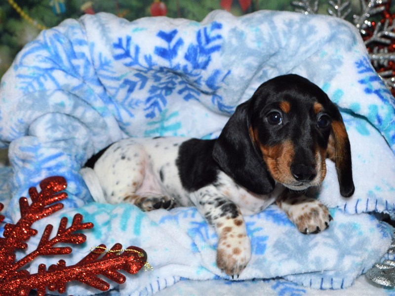Mini Dachshund-DOG-Female-Black Piebald-2943782-Petland Dunwoody Puppies For Sale